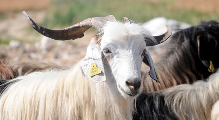 “Talep olursa yetiştiricimiz 5 milyon başa kadar küçükbaş hayvanı pazara kurbanlık olarak indirebilir”