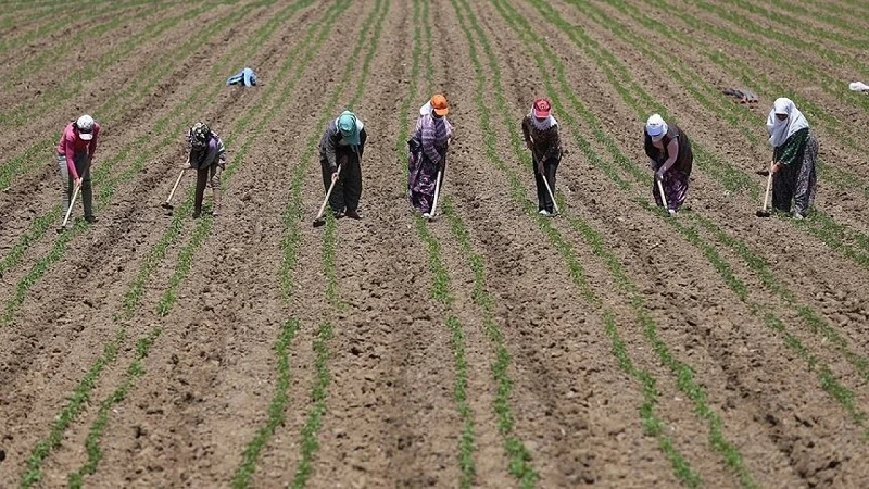 Tarım işçilerinin ücreti yüzde 95 yükseldi