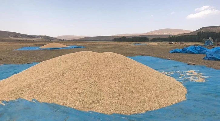 Tarım Krediden rekor arpa alımı