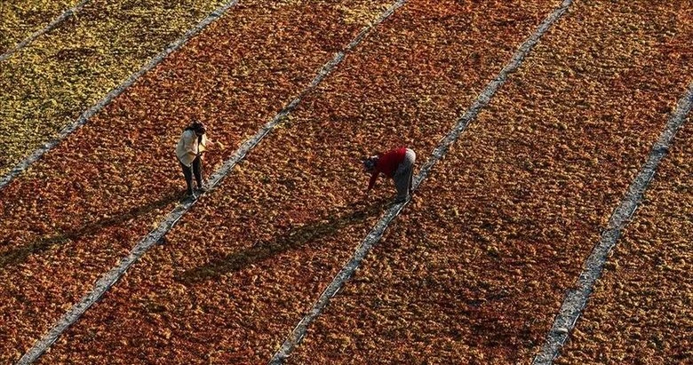 Tarım şehri Manisa’da ihracat 842 milyon doları geçti