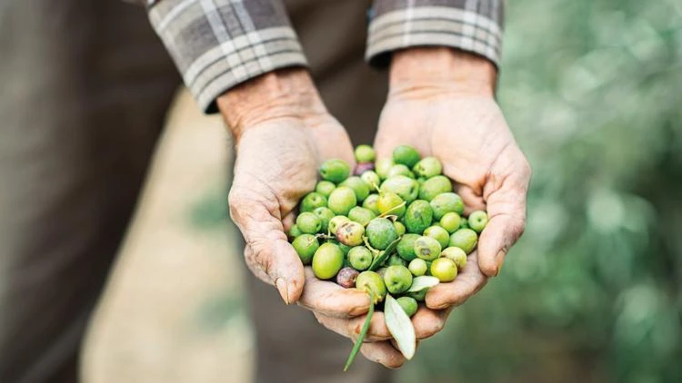 Tarım ve Orman Bakanlığı açıkladı: 13 yeni zeytin çeşidine tescil