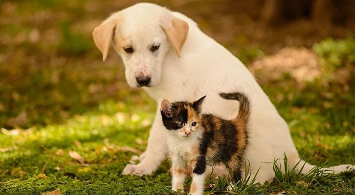 Tarım ve Orman Bakanlığınca 629 binden fazla ev hayvanı kimliklendirildi