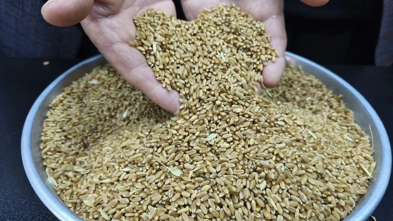 Tarımın bel kemiğinde hasat sezonu başladı! 2025’in ilk buğdayı borsada alıcı buldu