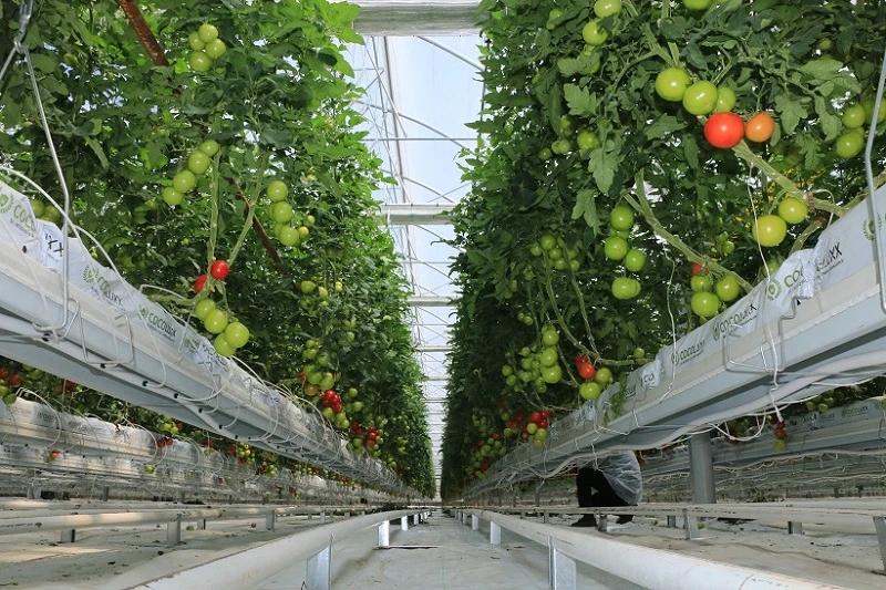 Tarımın şehri Erzincan’da tarımsal üretim zirve yaptı