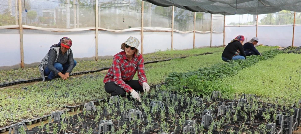 Mersin'de organik tarım gelişiyor