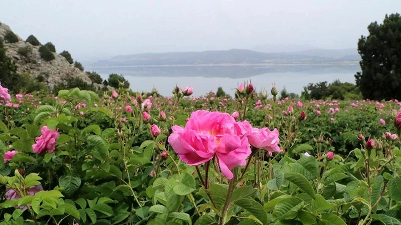 Tatilde yeni trend ‘tarım turizmi’