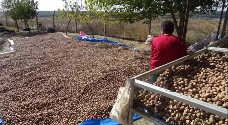 Tekirdağ'da ceviz hasadı