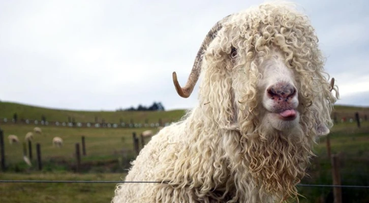 Tiftik keçisinin ekonomisi büyüyor