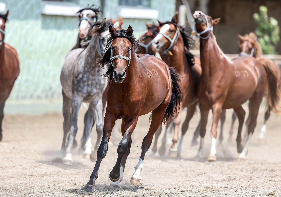 TİGEM bu yıl şampiyon adayı 319 safkan Arap tayı satacak