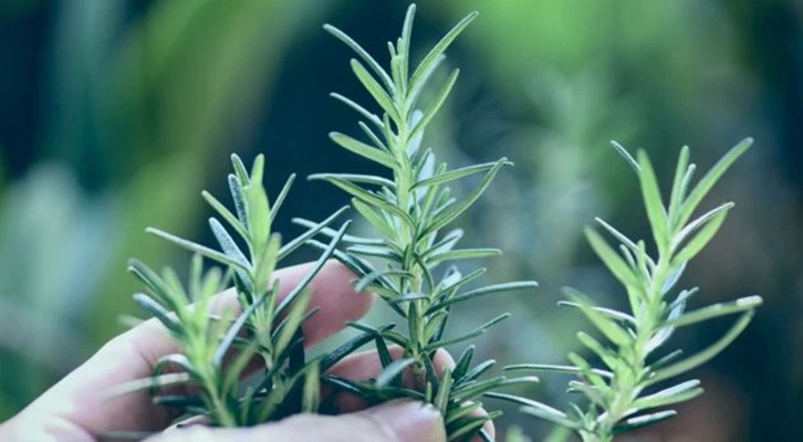 TKDK tıbbi aromatik bitki ağaçlandırmalarına destek verecek