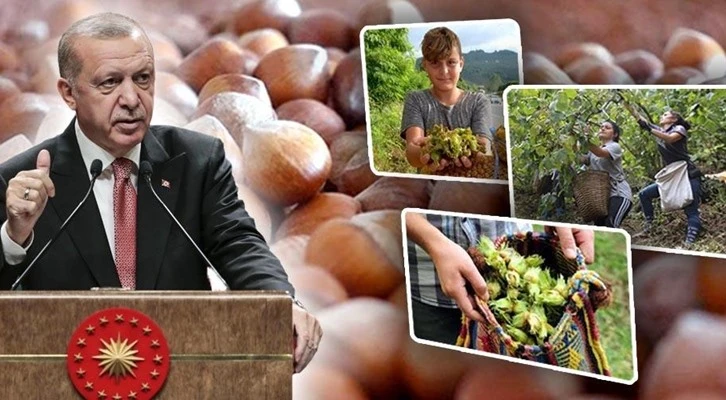 TMO fındık alım fiyatı belli oldu