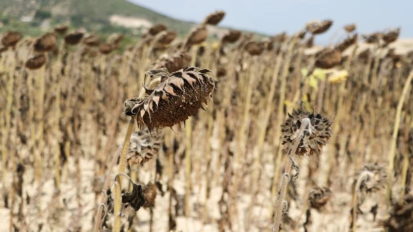 TMO ham ayçiçek yağı ithalatı için ihale yapacak