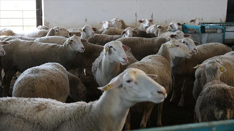 Tokatlı üretici TKDK desteğiyle sürüsünü büyüttü