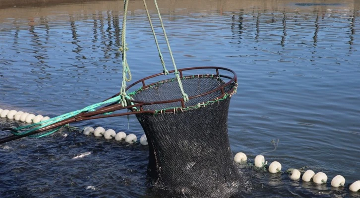 Tokat'tan 20 ülkeye alabalık ihracatı