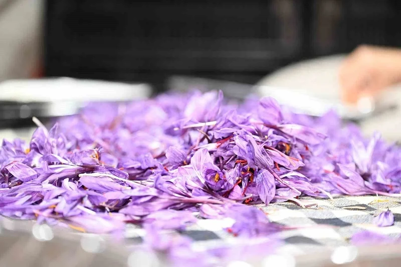 Topraksız dikey tarım safran tesisinde hasat başladı