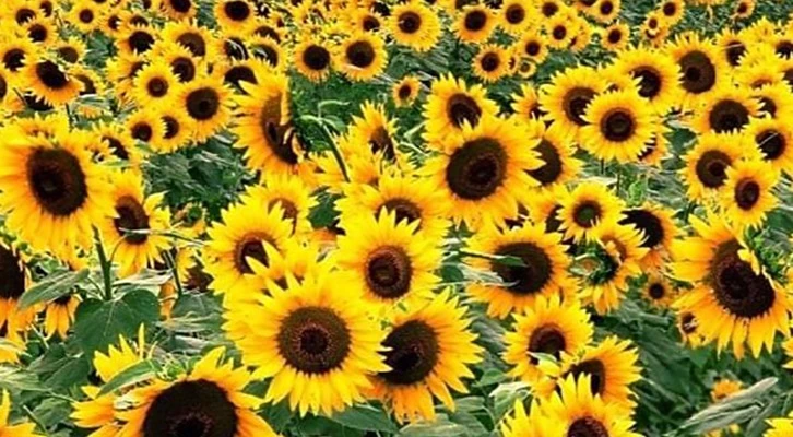 Trakya’da ayçiçeği hasadına başlandı