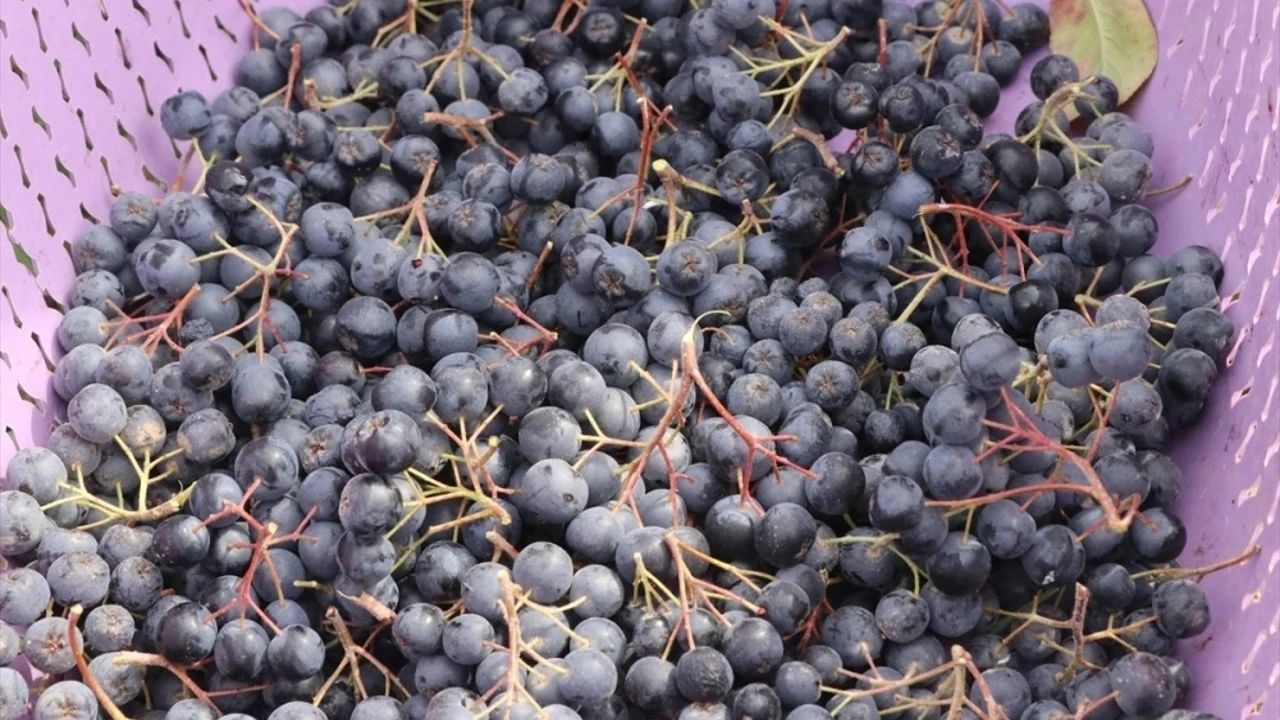 Trakya'da "süper meyve" aronya ekili alanı genişliyor