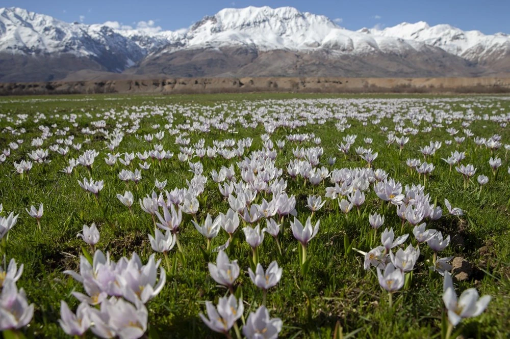 Tunceli'de "baharın müjdecisi" çiğdem ve nergisler çiçek açtı