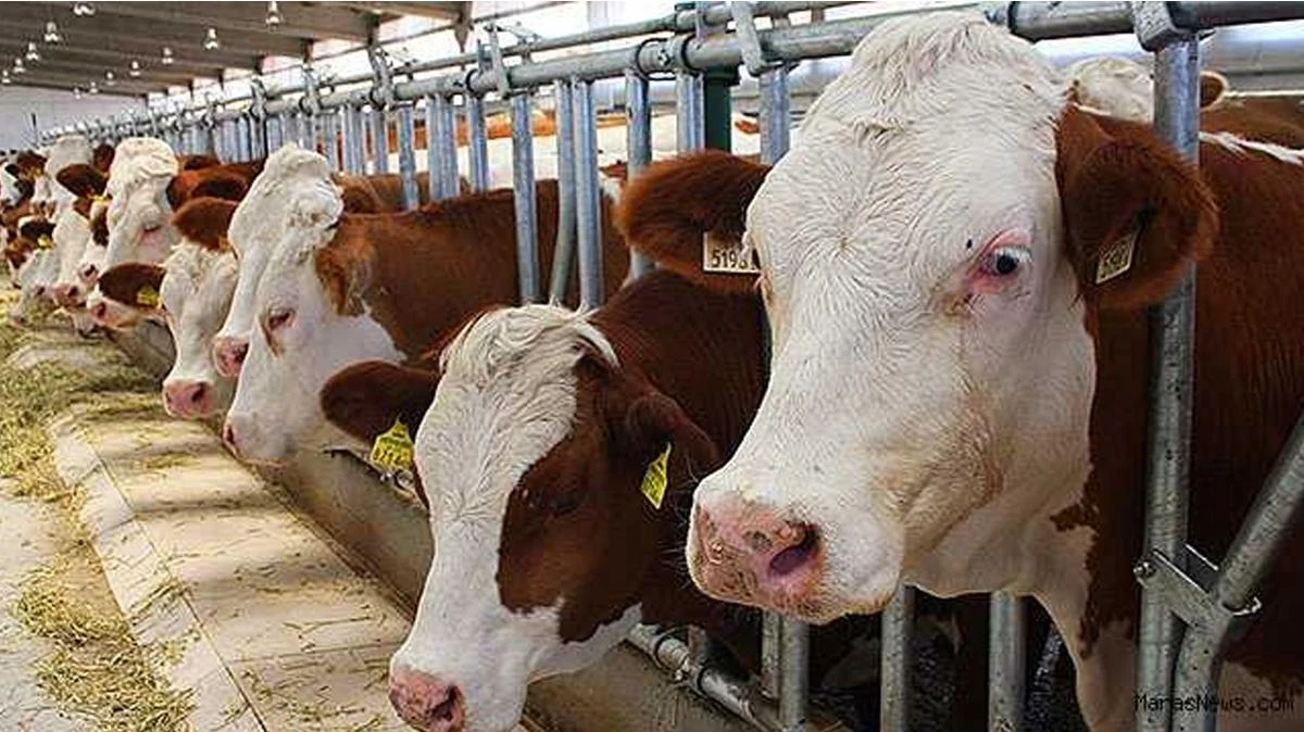 Türkiye, büyükbaş ve küçükbaş hayvan sayılarında AB ülkelerini geride bıraktı