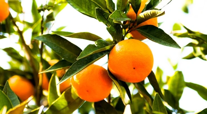 Türkiye, mandalina ihracatında 650 milyon dolar hedefliyor