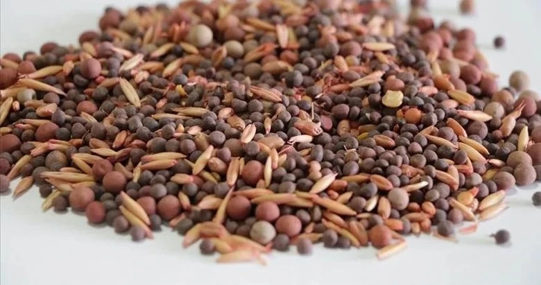 Türkiye tohumculukta ilk 10 ülke arasında