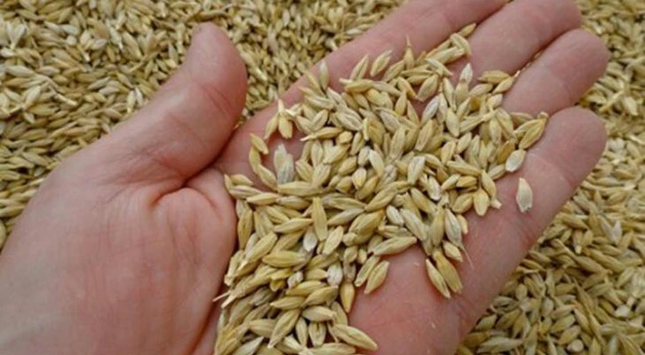 Türkiye'nin arpa ihtiyacının yüzde 4'ü Kırşehir'den karşılanıyor