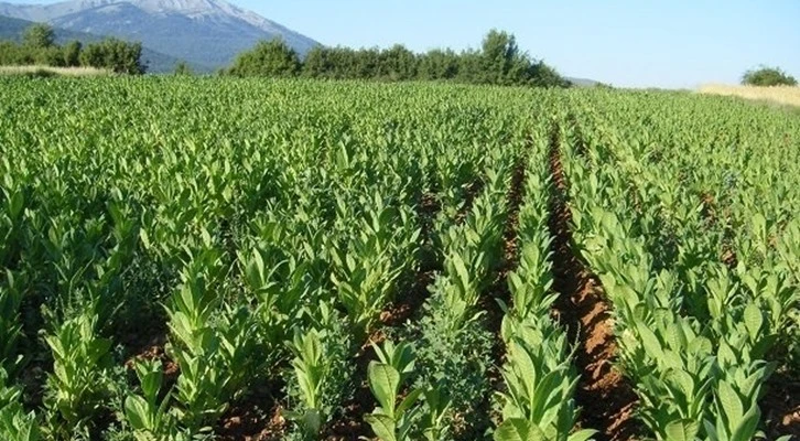 Tütün kırsal kalkınma desteği kapsamına alındı