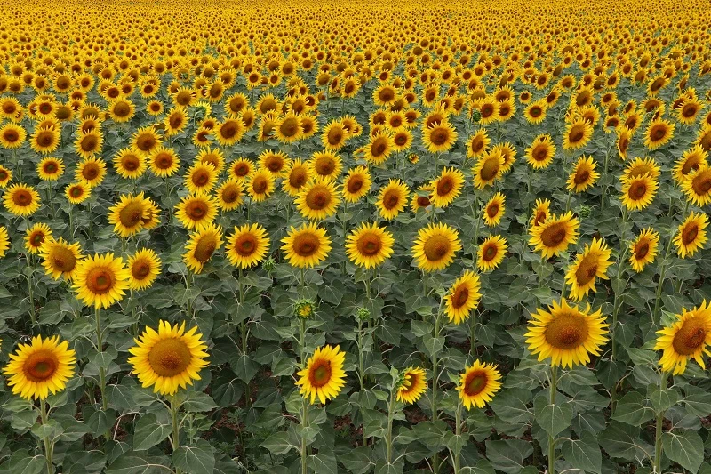 TZOB Genel Başkanı Bayraktar: Ayçiçeği üretimini artırmalıyız