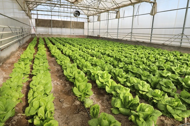 Üreten Üniversite NÖHÜ’den Niğdeye Özgü Marul Üretimi