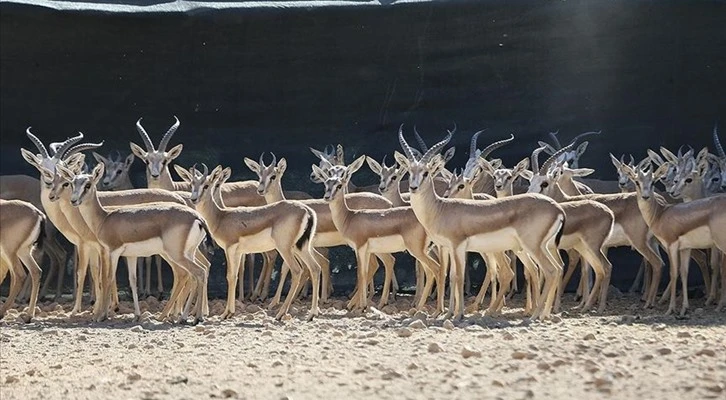 Şanlıurfa'da özenle büyütülüyor: Sayıları 950'ye ulaştı