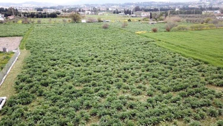 Urla'da üreticinin 'sakız enginarı' mesaisi