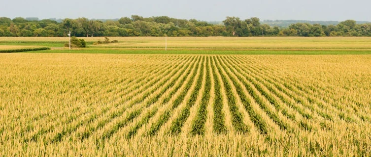 Uşak'ta çiftçiler ve üreticiler dikkat
