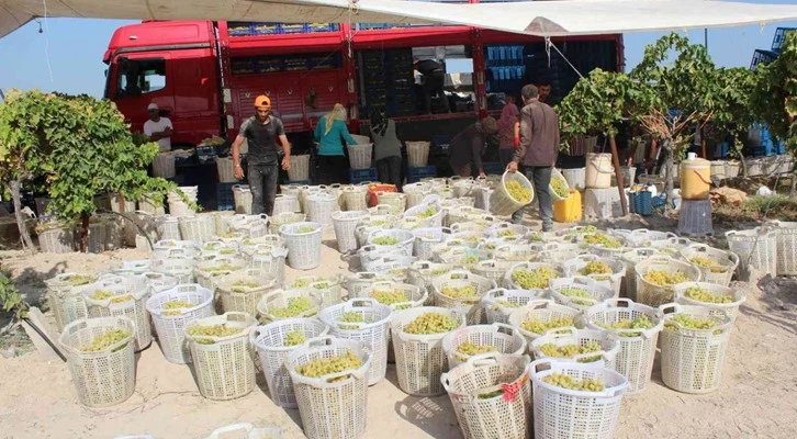 Üzümde rakip ülke sayısı arttı, ihracatta düşüş yaşandı