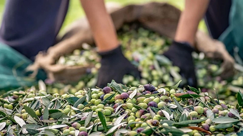UZZK zeytin ve zeytinyağı rekolte tahminini açıkladı