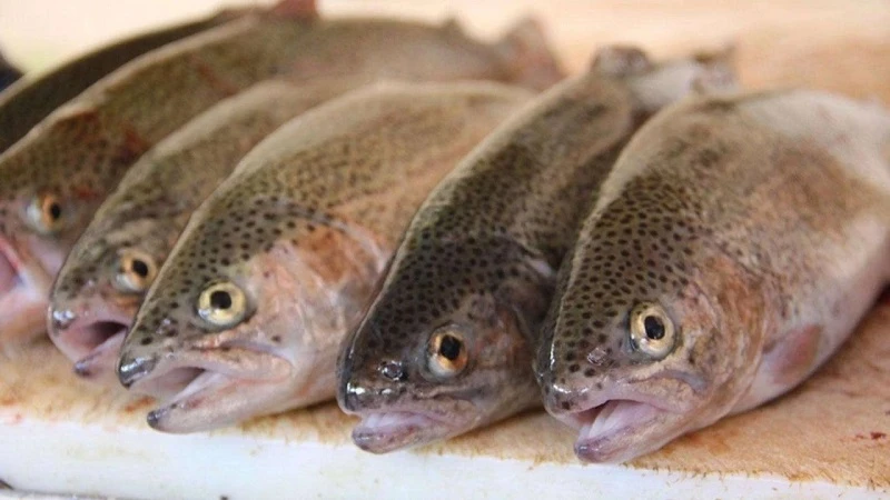 Van Gevaş’ta alabalık sağımı yapıldı