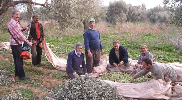 Yağmur, zeytin üreticisinin yüzünü güldürdü