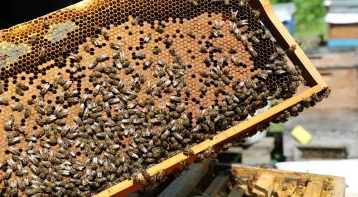 Yalova balı coğrafi işaretle tescillenecek