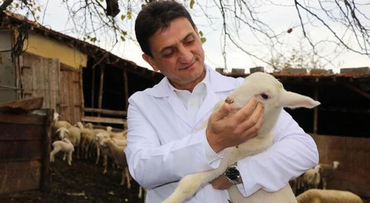 ''Yalova kıvırcığı koyunu'' yetiştiricisinin yüzünü güldürüyor