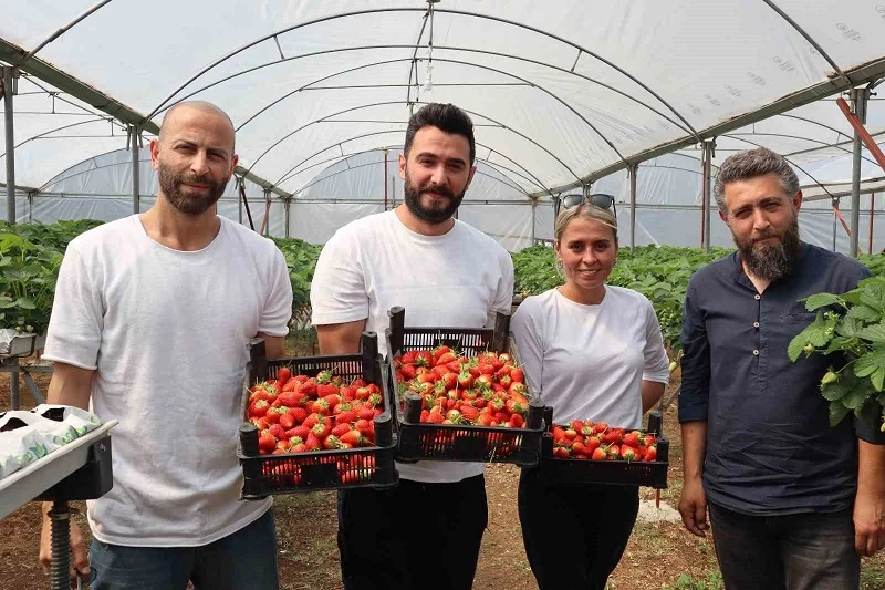 Yalova’da topraksız tarım serasında çilek üretimine başlandı