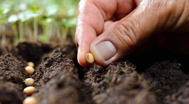 Yerli ve milli tohumlar "Kent Tarımı" kapsamında kadın çiftçilere dağıtıldı