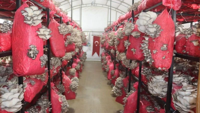Yılın ilk hasadında 370 kilo mantar toplandı