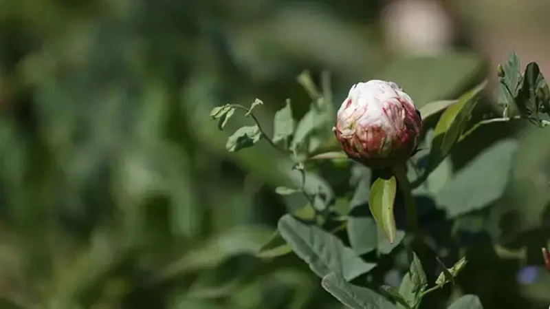 Yöneticiliği bıraktı, çiftçiliğe başladı! Talebe yetişemiyor