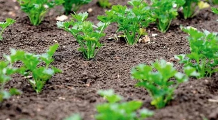 Yozgat’ta ilk kez kişniş ekimi yapıldı