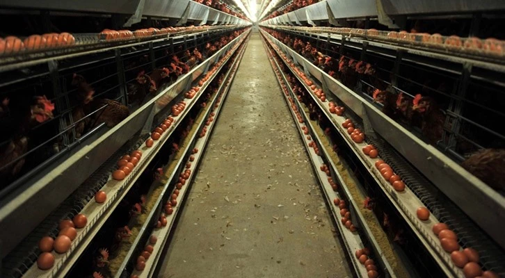 “Yumurta sektörünün bir araya gelip, yeni pazarlar için ülke bazlı stratejik adımları belirlemesine ihtiyaç vardır”