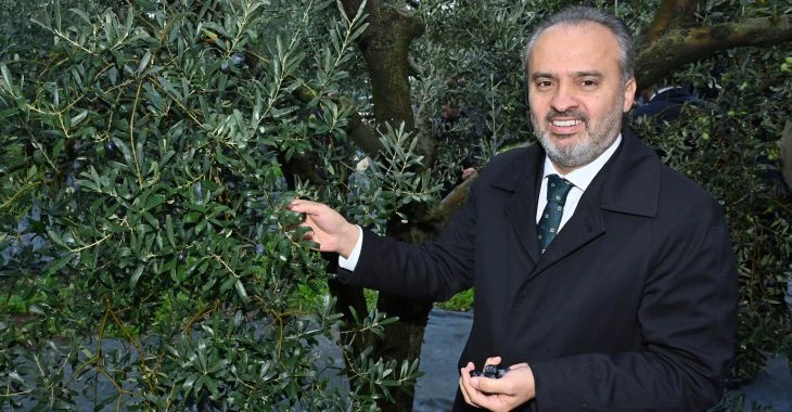 Orhangazi’de de zeytin hasadı törenle başladı