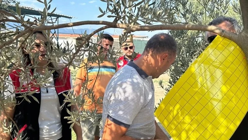 Zeytin üreticilerine zeytin sineğiyle mücadele için tuzak dağıtıldı